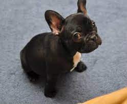 Temperament and intelligence of the french bulldog chihuahua mix. Chihuahua Mix French Bulldog Off 57 Www Usushimd Com