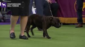 Petey, the dog star of the 1930s our gang comedies, was one of the first to be akc registered. Staffordshire Bull Terriers Breed Judging 2020