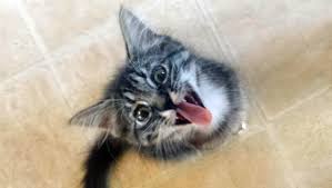 Maybe you would like to learn more about one of these? Your Cat May Want To Kill You Study Says
