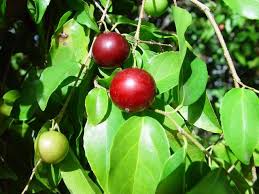 Caribfruits Prune Cafe Fruits Des Antilles Fruits Tropicaux Fruits Exotiques Fruits