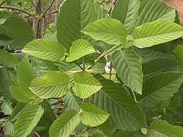 Mitragyna speciosa korth pokok ketum, juga dikenali sebagai pokok biak (bahasa inggeris: Lukisan Daun Ketum Cikimm Com