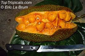 Image result for Artocarpus heterophyllus