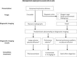 Congestive heart failure is commonly abbreviated and referred to as chf. Feline Congestive Heart Failure Veterinary Clinics Small Animal Practice