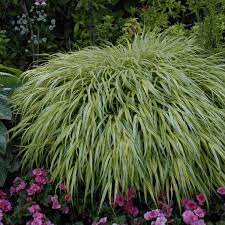 Check out this fantastic collection of japanese waterfall wallpapers, with 62 japanese a collection of the top 62 japanese waterfall wallpapers and backgrounds available for download for free. Hakonechloa Macra Aureola Japanese Forest Grass Sugar Creek Gardens