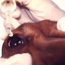 Cherry eye is the prolapse of the third eyelid gland. Treatments For Cat And Dog Cherry Eye Petcarerx