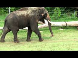 Francia james on paikassa denver. Elefant Kratzt Seinen Bauch Mit Seinem Penis Videoman
