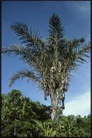 Image result for Raphia farinifera