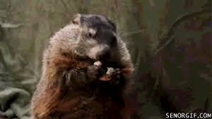 Find gifs with the latest and newest hashtags! Groundhog Eating A Cookie In Preparation For Groundhog S Day Senor Gif Pronounced Gif Or Jif