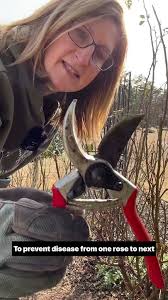 5 EASY RULES FOR PRUNING A ROSE SHRUB: DAVID AUSTIN ROSE SHRUB PRUNING