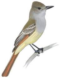 North America Bird Identifier By Picture Birds Of North America Field Guide Backyard Birds Bird Prints Bird Guides