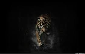 Tiger Art Wallpaper Http Wallpapersko Com Tiger Art Wallpaper Html Hd Wallpapers Download Tiger Pictures Wild Animal Wallpaper Tiger Images
