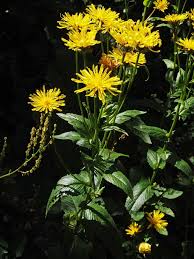 Image result for Bothriocline ugandensis