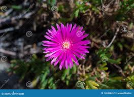 Image result for Aizoaceae