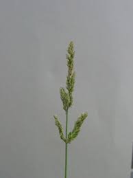 Image result for Polypogon