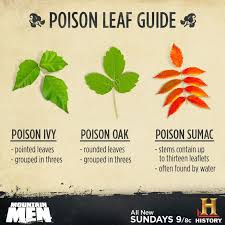 identification of poison ivy poison oak and poison sumac