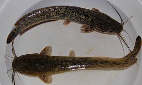 Disebabkan ia ikan sungai, maka ia agak berlemak. Kenali Ikan Keli Umpan