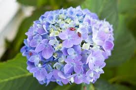 Thus to grow healthy flower plants in india, it is vital for a gardener to identify the degree of shade that the flower plant needs or will tolerate. 10 Best Flowering Shade Plants Hello Farmhouse