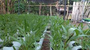For more information and source, see on this link : Jabar Hadapi Krisis Petani Muda Dan Tantangan Teknologi Bandungbergerak Id