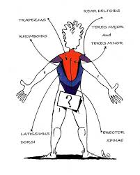 Back muscles ensure that the entire body works smoothly, both during daily movements and during exercises. Back Muscle Workout Chart Health