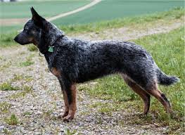 Australian Cattle Dog Breed Information Pictures More