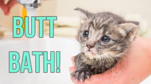 Urine Scald Kitten Lady