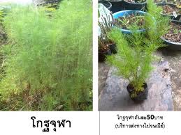 We did not find results for: à¸‚à¸²à¸¢à¹‚à¸à¸à¸ˆ à¸¬à¸²à¸¥ à¸¡à¸žà¸² à¸£à¸²à¸„à¸²à¸– à¸ à¸¡ à¹ƒà¸« à¹€à¸¥ à¸­à¸à¸«à¸¥à¸²à¸¢à¸£ à¸²à¸™ Nanagarden Com