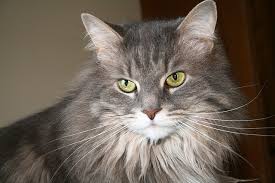 It covers subjects like grooming, diet, health care, kitten names, and much more. How To Tell If Your Maine Coon Is A Mix Mainecoon Org
