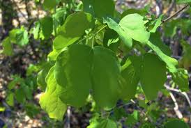 Image result for Guibourtia conjugata