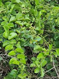 Image result for Cissus rotundifolia