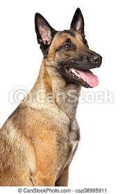 5 out of 5 stars. Belgian Malinois Shepherd Dog Portrait Of Belgian Shepherd Dog Malinois Isolated On A White Background Canstock