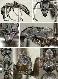 Image result for Nesaea polycephala
