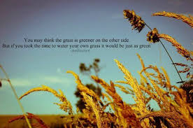The Grass Is Always Greener On The Other Side Of The Fence Story The Grass Isnt Always Greener Focus On The You Thought Provoking Quotes Funny Quotes Quotes To Live By