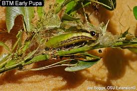 Image result for caterpillar box tree moth inside buxus plant