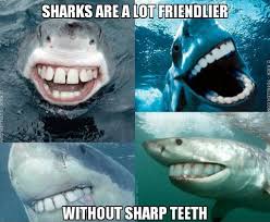 That S Gotta Be The Best Pirate I Ve Ever Seen Meme Sharks Seem A Lot Friendlier Without Sharp Teeth Sharks Funny Sharks With Human Teeth Happy Shark