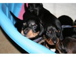 Bringing home a new puppy is a wonderful experience involving the whole family, which is why we. Dachshund Puppies For Sale