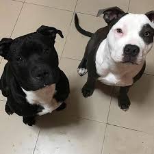 American Pitbull Terrier Mix Black And White Pitbull Lab Mix Written By Vets 1 Guide On Lab Pit Mixes Puppypedia Beautiful Dogs Pitbull Lab Pitbull Puppies