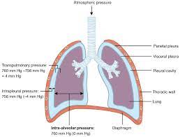 This Diagram Shows The Lungs And The Air Pressure In Different Regions Anatomy And Physiology Physiology Acute Respiratory Distress Syndrome