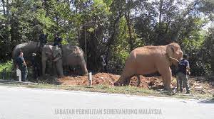 You are now browsing the page of pejabat perhilitan daerah petaling (shah alam), this is a free listing provided by newpages, malaysia no.1 business portal.pejabat perhilitan daerah petaling (shah alam) is located at jabatan perhilitan negeri selangor, jalan lanar 8/15, seksyen 8, 40000. Jabatan Perhilitan A Twitter Langsung Operasi Pemindahan Gajah Liar Di Grik Perak Sedang Dijalankan Oleh Pusat Konservasi Gajah Kebangasaan Pkgk Dan Jabatan Perhilitan Negeri Perak Tidak Dilupakan Juga Abot Dan Rambai Dua Gajah