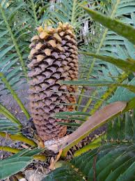 Image result for Encephalartos senticosus