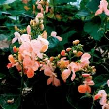 Image result for Cucumis ficifolius