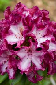 Garden Photo World Stock Image Library Beautiful Flowers Amazing Flowers Pretty Flowers