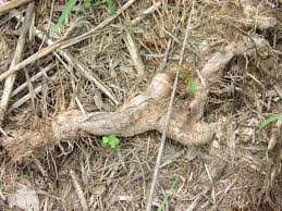 Image result for Struthiola rhodesiana