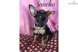 Teacup Applehead Chihuahua For Sale Teacup Chihuahua Chihuahua Applehead