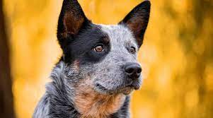Australian Cattle Dog Blue Heeler Breed Info Facts Traits More