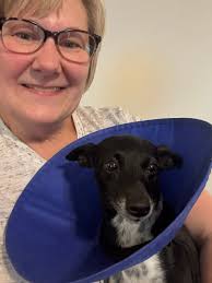 How many days until dogs seem to be past the initial trauma of amputation  surgery?