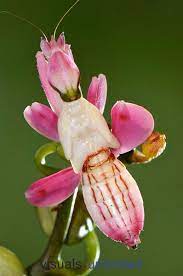 Bird S Nest Orchid Neottia Nidus Avis Visuals Unlimited Orchid Mantis Orchids Insects