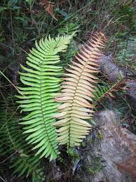 Image result for Blechnum punctulatum