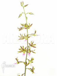 Image result for Eulophia elegans