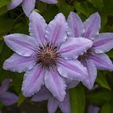 Maybe you would like to learn more about one of these? Clematis Nelly Moser Perennial Resource