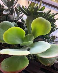 Kalanchoe Luciae Flapjack Care And Propagation Information Planting Succulents Succulents Propagating Plants